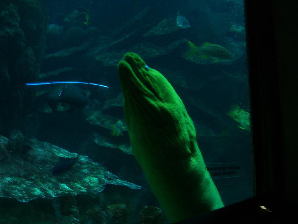 Aquarium 053.JPG